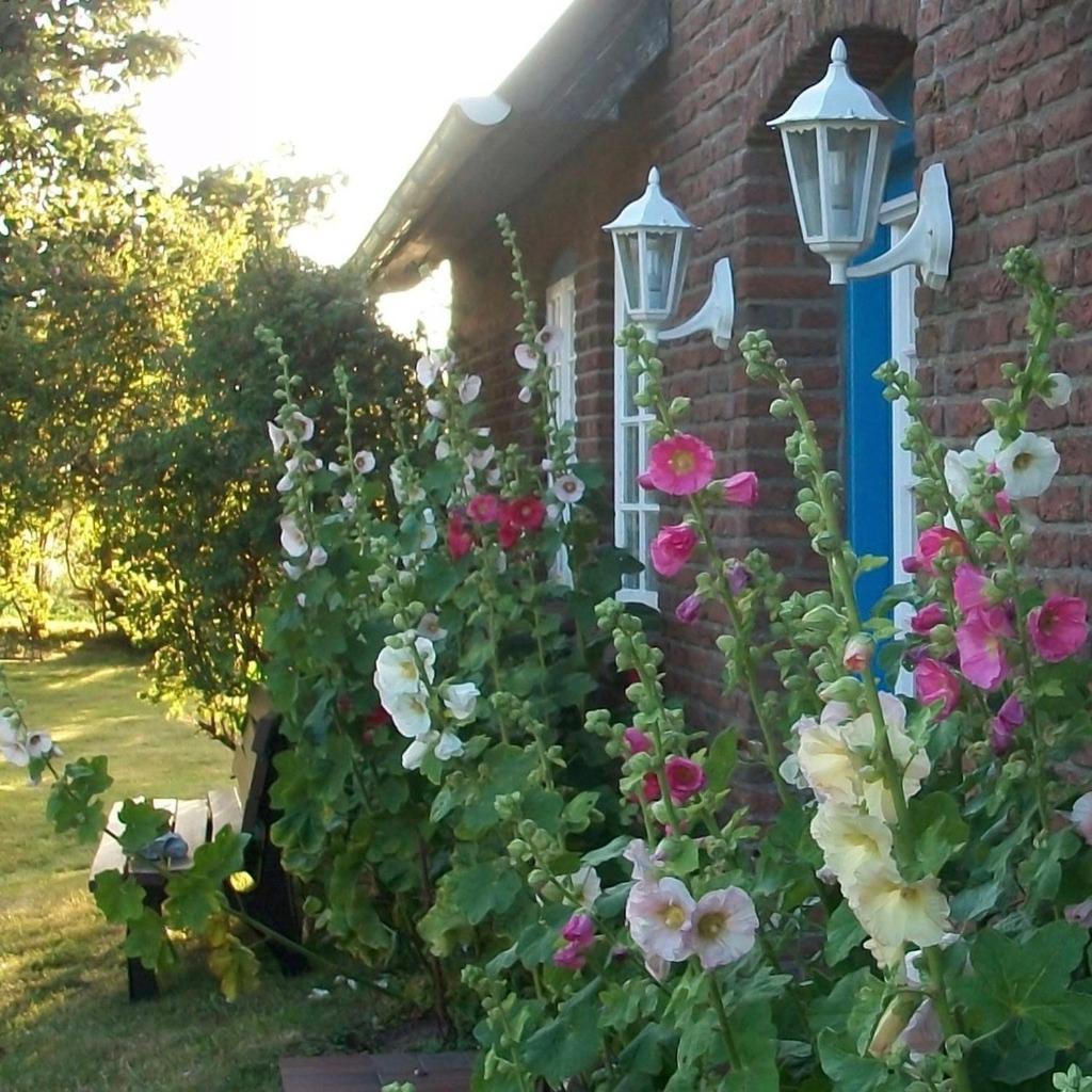 Ferienwohnung Haus Wolfram App. Wilhelmine Morsum  Exterior foto
